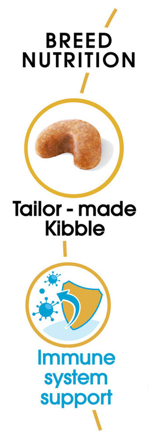 French Bulldog Puppy