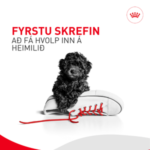 Netnámskeið: Hvolpar - Fyrstu skrefin