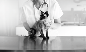 Netnámskeið: Fyrsta hjálp hunda og katta - lærðu rétt viðbrögð