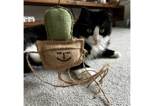 Kaktus kattaleikfang (Catnip)