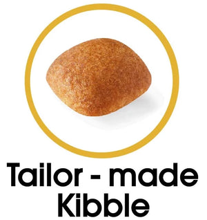 Golden Retriever Adult