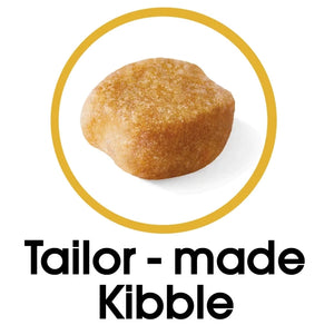 Yorkshire Terrier Adult