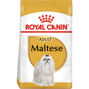 Maltese Adult