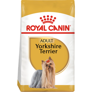 Yorkshire Terrier Adult