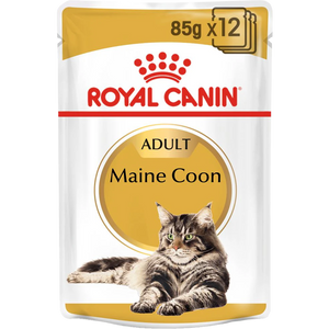 Maine Coon - blautfóður