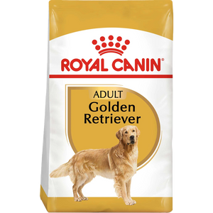 Golden Retriever Adult