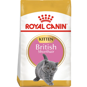 British Shorthair Kitten