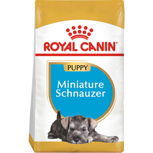 Schnauzer Puppy