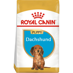 Dachshund Puppy