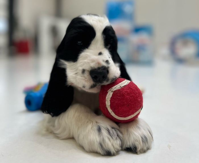 Enskur cocker spaniel - 