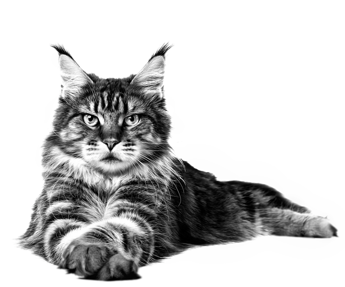 Maine Coon