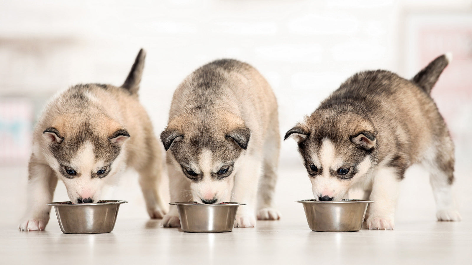Husky hvolpar