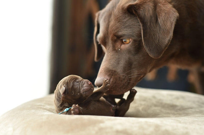Labrador hvolpar