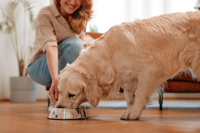 Golden Retriever - Royal Canin