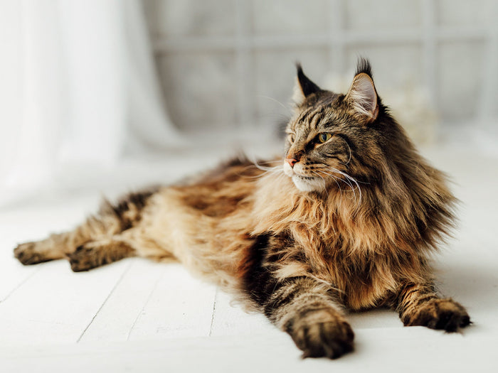 Maine Coon liggjandi