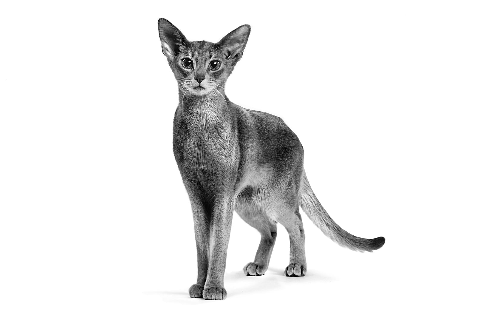 Kattasnyrtivörur