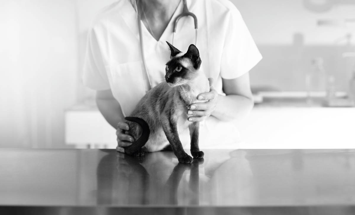 Netnámskeið: Fyrsta hjálp hunda og katta - lærðu rétt viðbrögð