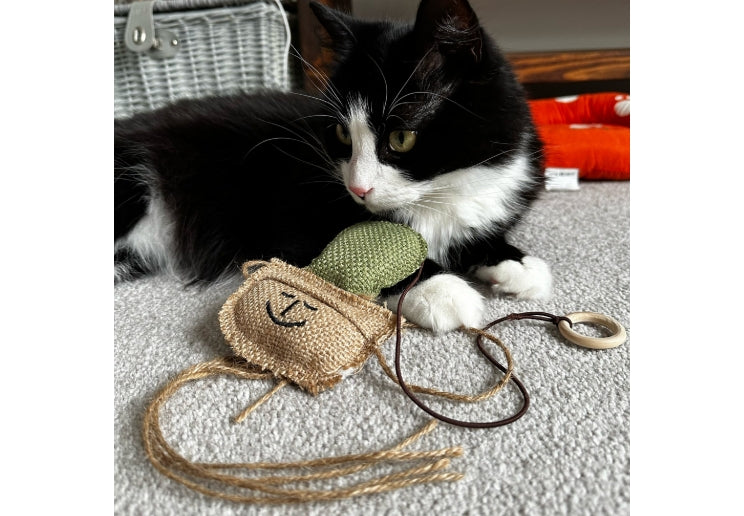 Kaktus kattaleikfang (Catnip)