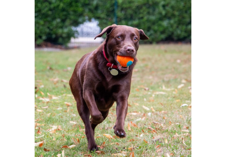Playtime Chase Tough Rubber Ball