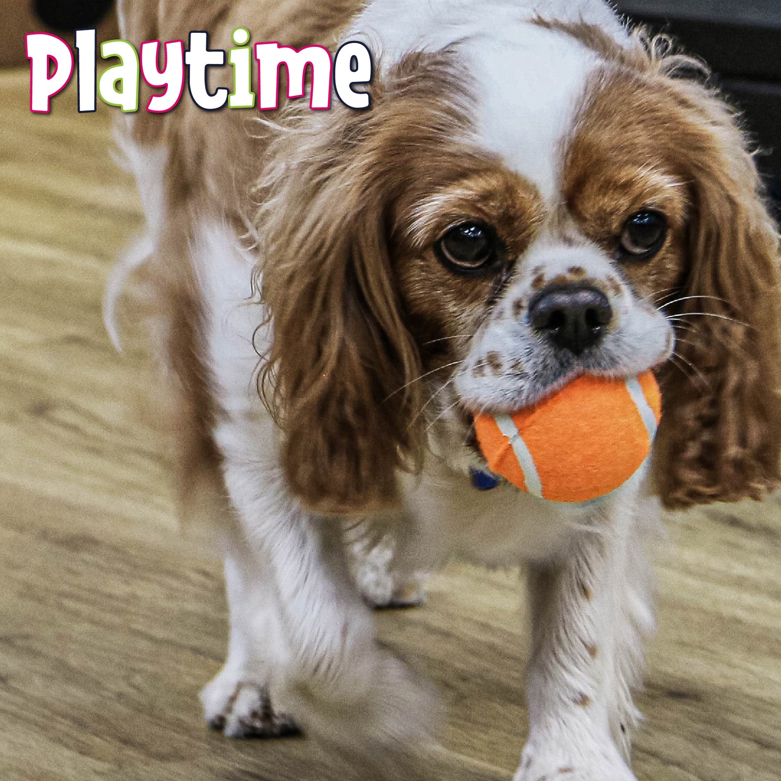 High Bounce Tennis Bolti