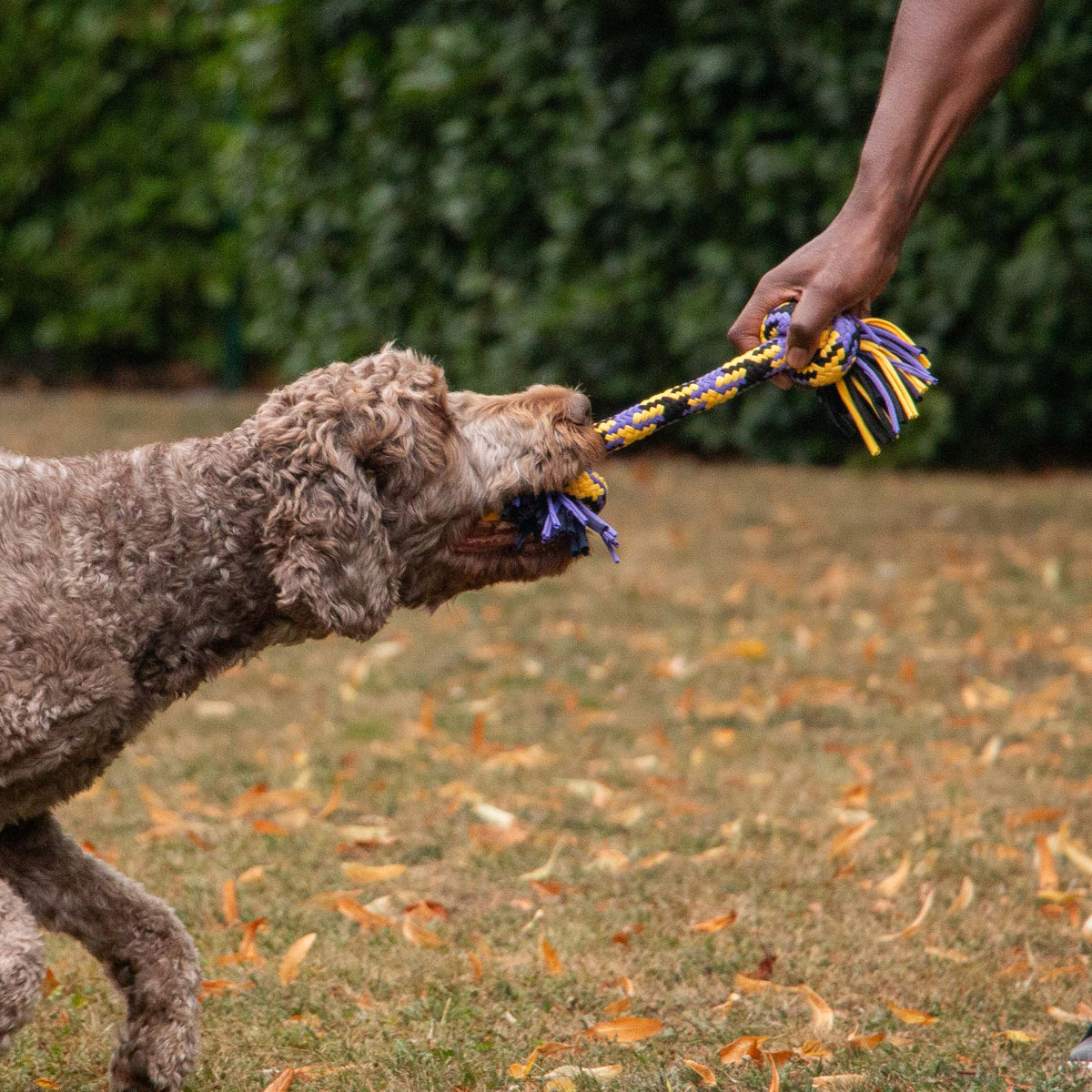 Playtime Tricolored T-Shirt Rope Tug
