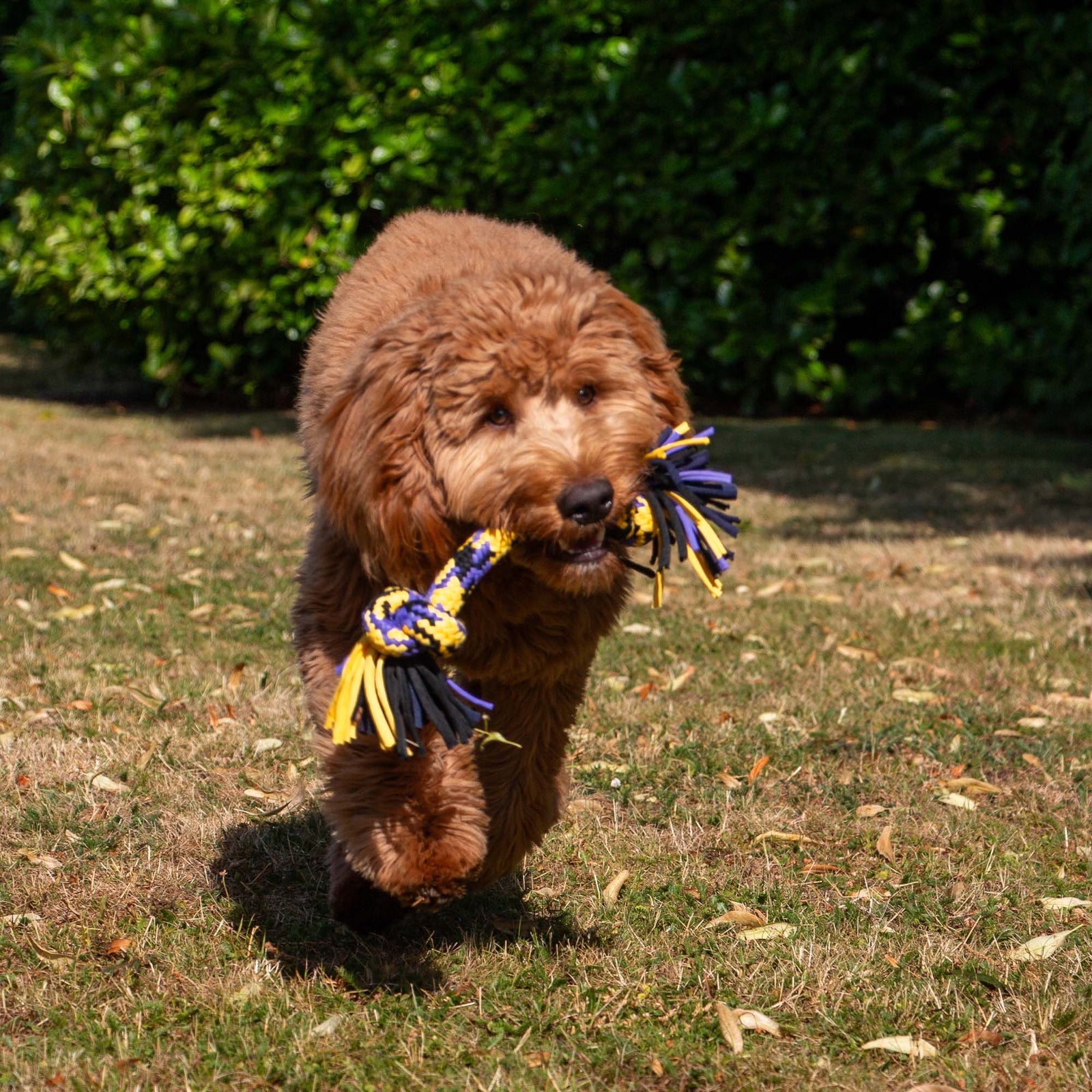 Playtime Tricolored T-Shirt Rope Tug
