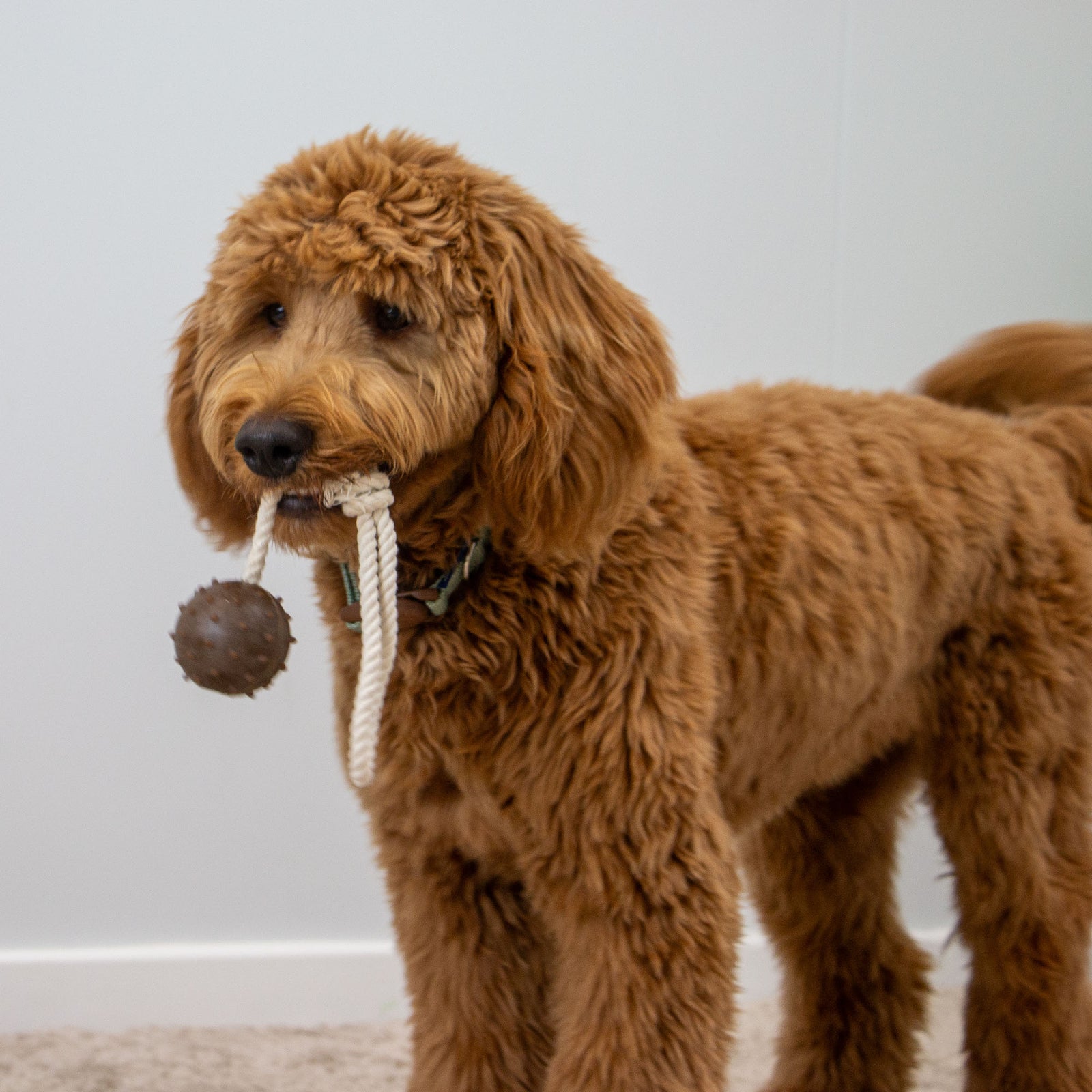 Tough Ropey Ball Tugger