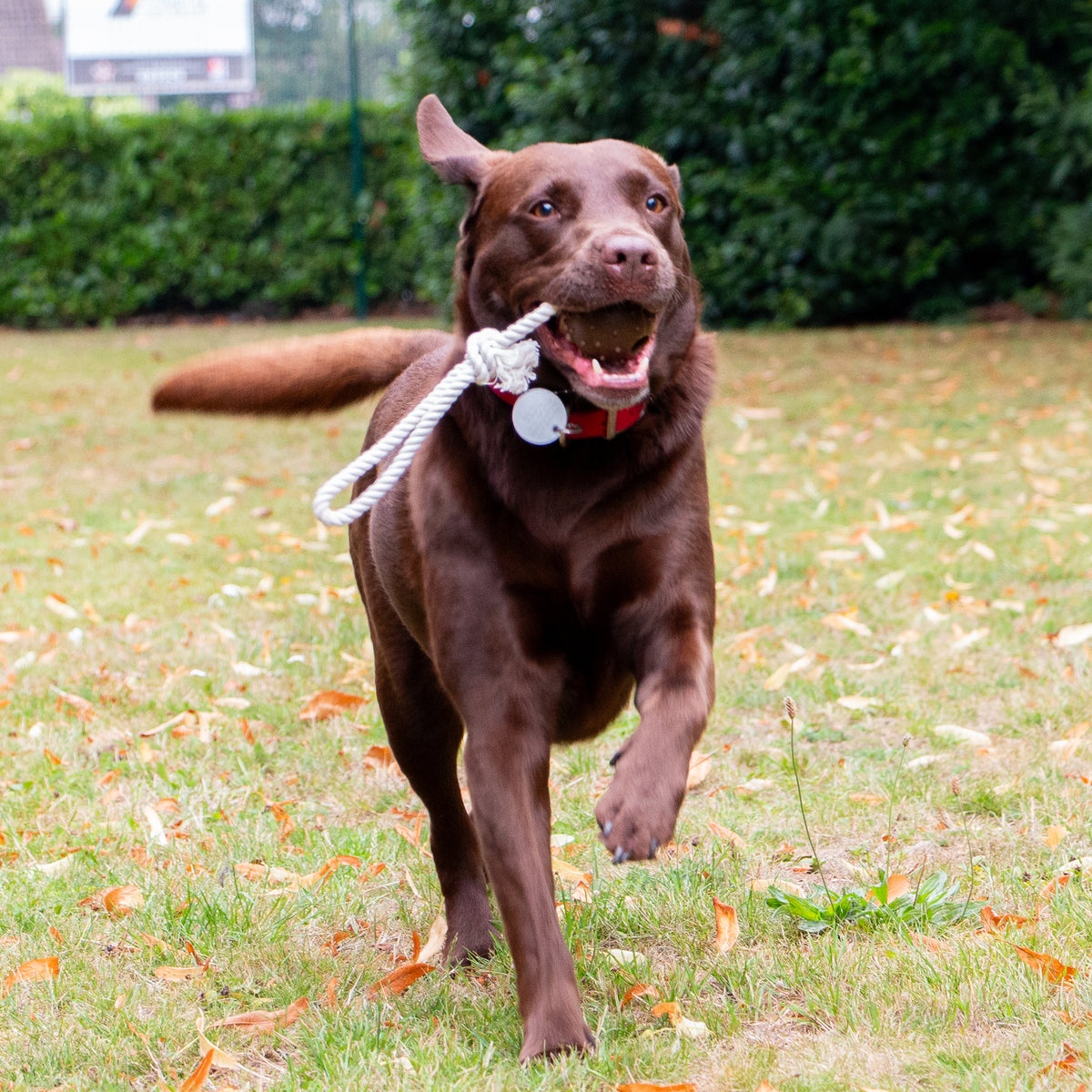 Tough Ropey Ball Tugger