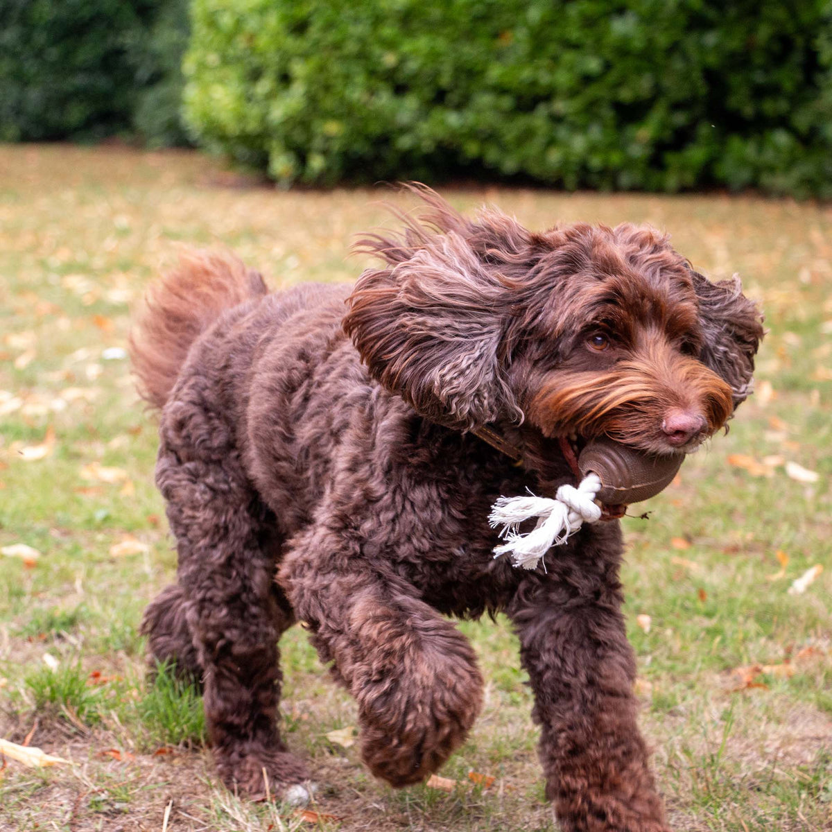 Tough Ropey Rugby Tugger