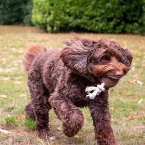 Tough Ropey Rugby Tugger