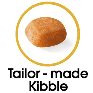 Golden Retriever Puppy