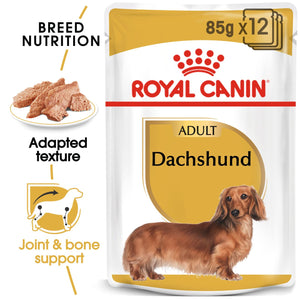 Dachshund - Blautfóður