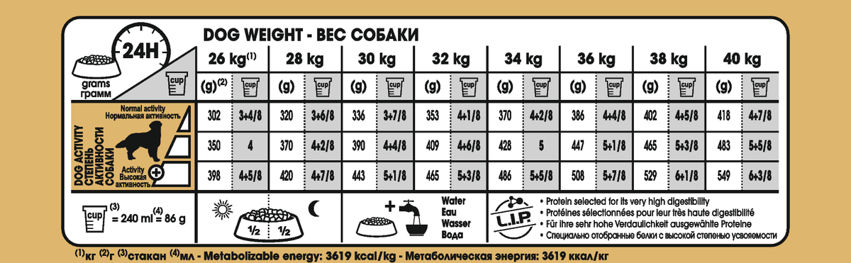 Golden Retriever Adult