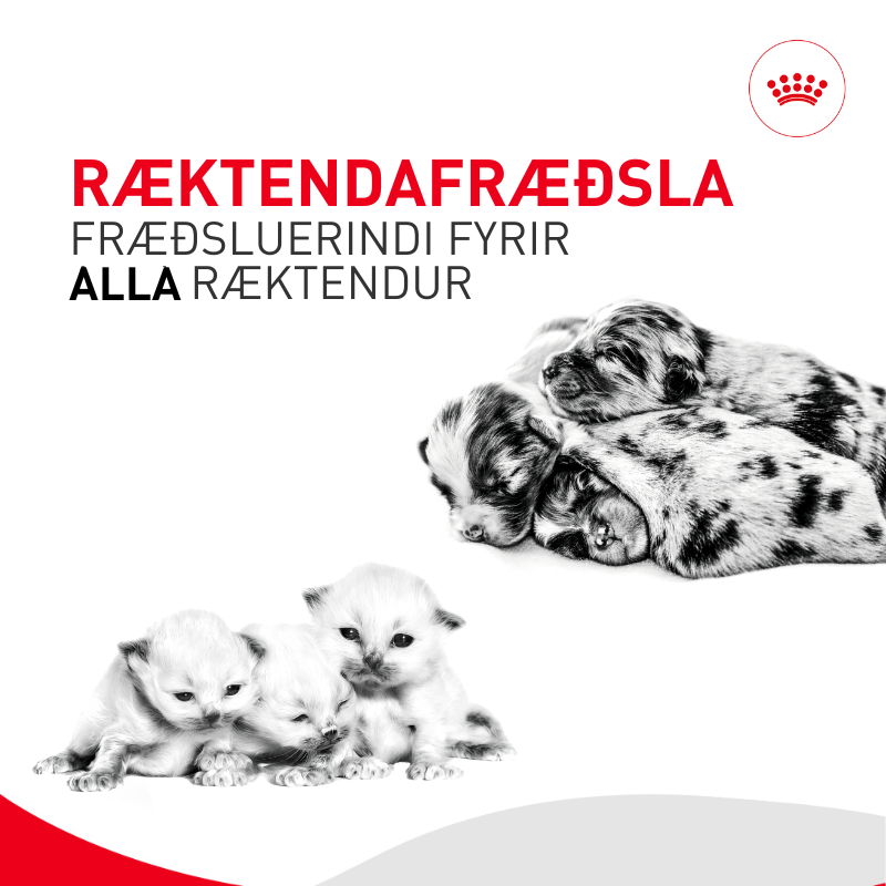 Ræktendafræðsla