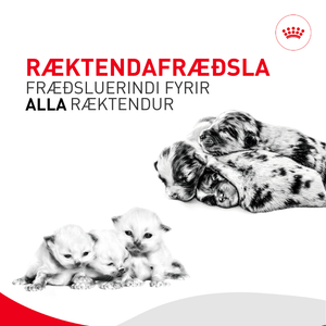 Ræktendafræðsla