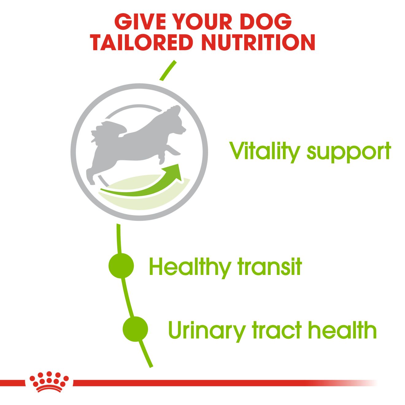 Xsmall Adult 8+  + FRÍ GJÖF