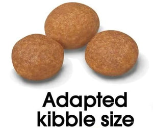 Xsmall Adult 8+  + FRÍ GJÖF