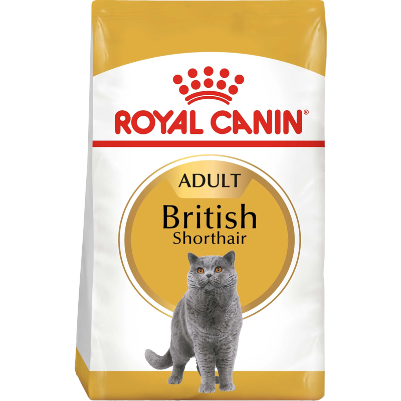 British Shorthair