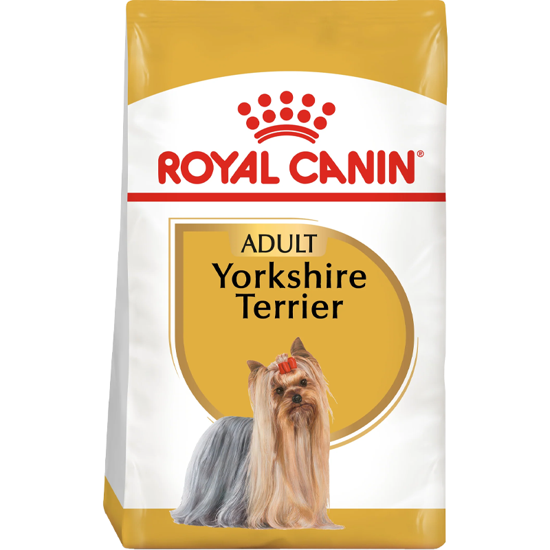 Yorkshire Terrier Adult