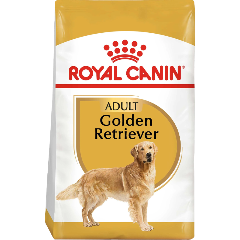 Golden Retriever Adult