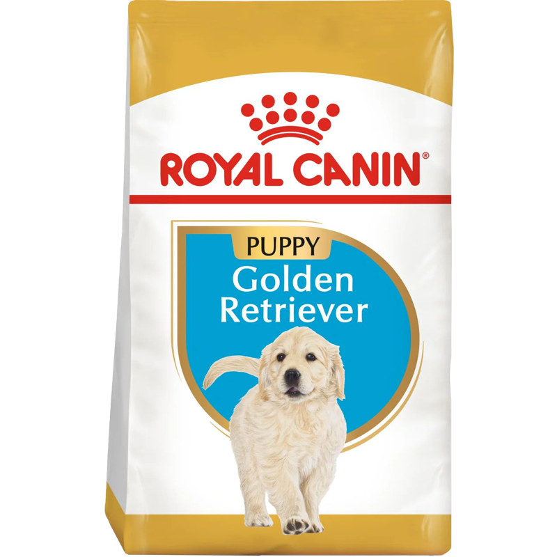 Golden Retriever Puppy