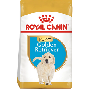 Golden Retriever Puppy