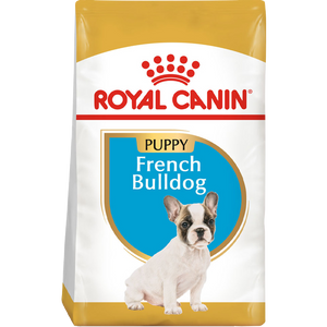 French Bulldog Puppy