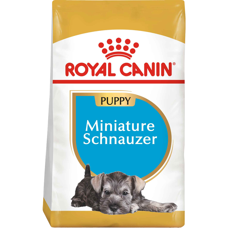Schnauzer Puppy