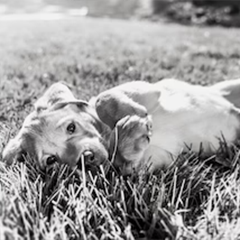 Netnámskeið: Klóaklipping hunda og katta - Lærðu að klippa klær