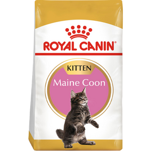 Maine Coon Kitten