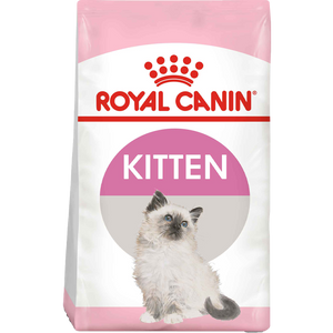 Kitten
