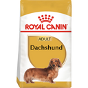 Dachshund