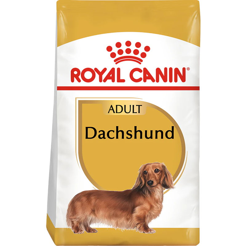 Dachshund