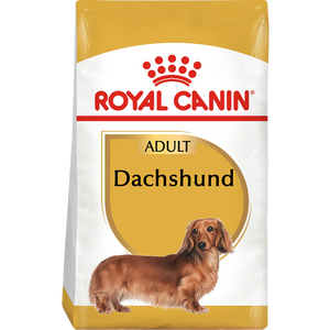 Dachshund